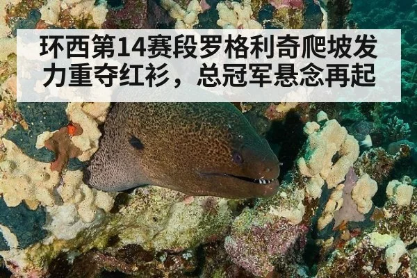 环西第14赛段罗格利奇爬坡发力重夺红衫，总冠军悬念再起